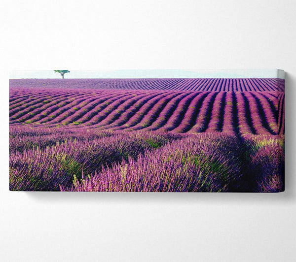 Summer Lavender Fields