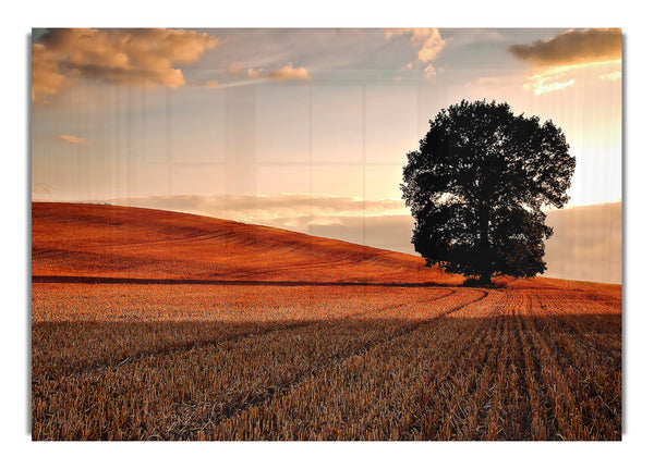 Einsamer Baum im Feld Herbst (1)