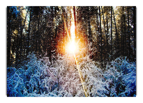 Sunlight Through Trees Winter