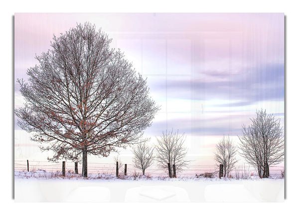 Trees And Fence Winter