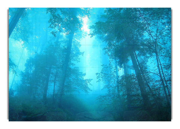 Foggy Forest