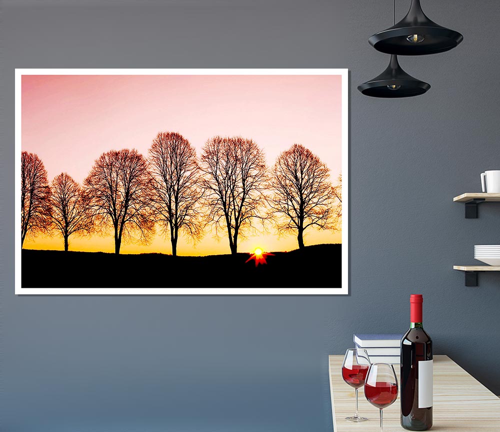 Beech Trees At Sunrise Print Poster Wall Art