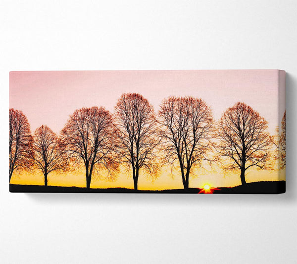 Beech Trees At Sunrise