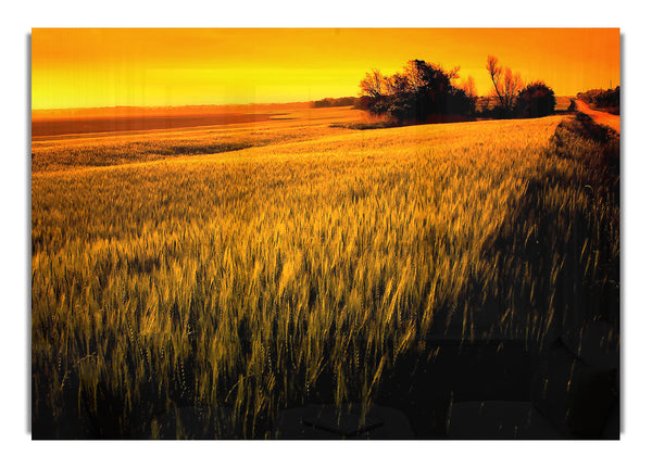 Sunset Over Wheat Field