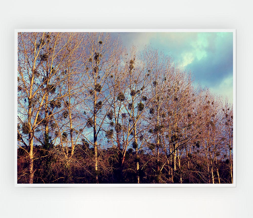 Bird Trees Print Poster Wall Art