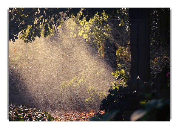 Summer Rain Forest