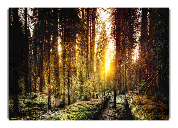 Old Forest In Yosemite