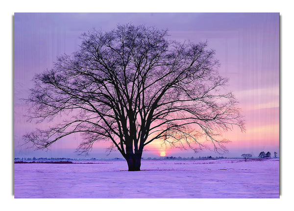 Sunrise In The Purple Winter