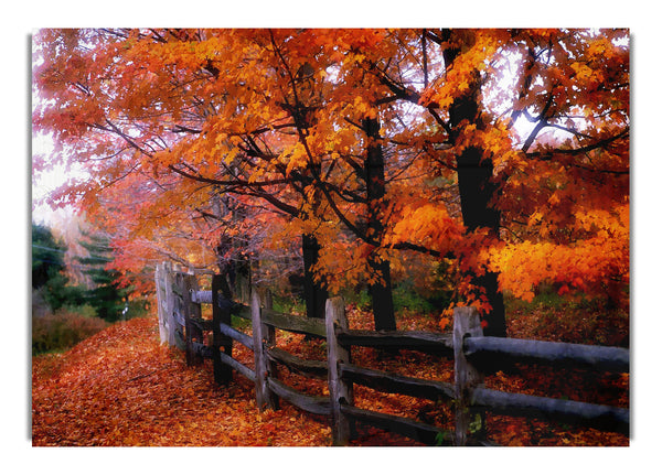 Orange Autumn Leaves