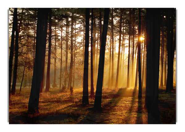 Morning Woodland Sun Mist