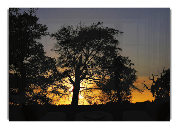 Morning Sun Trees