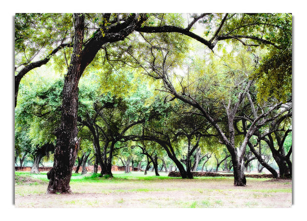 Ancient Woodland Trees