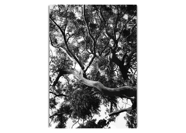 Tree In The Wind B~w