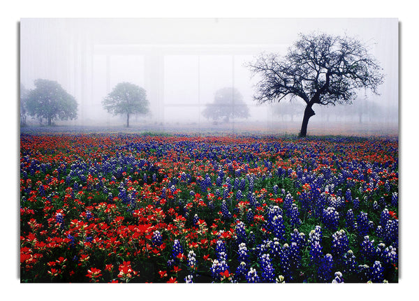 Field Of Flowers In The Morning Mist