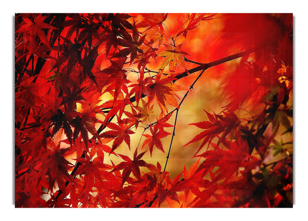 Red Leaves In Winter