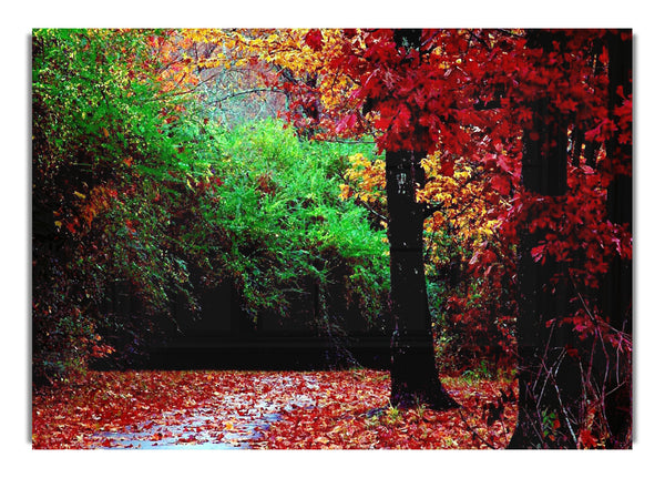 The Autumn Red Road