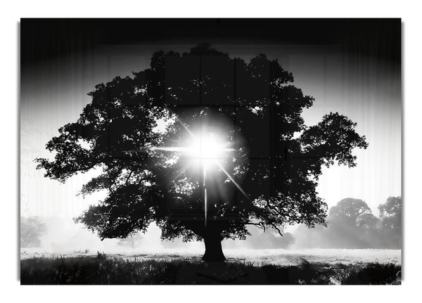 Sun Through The Tree B~w