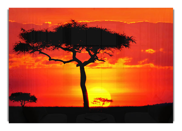 Glowing Orange African Tree