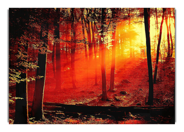 Red Woodland Beam