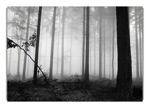 Black and White Woodland Mist