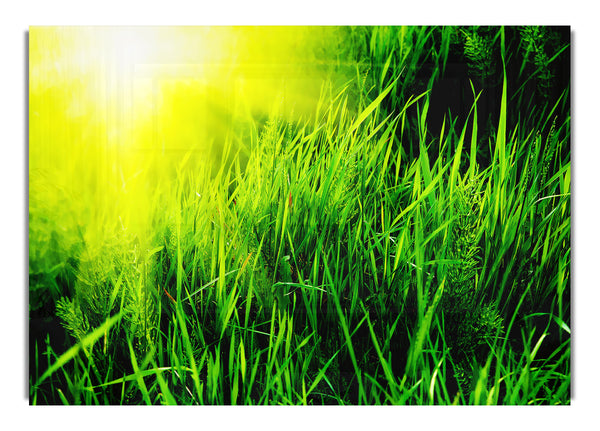 Sunbeams Through The Grass