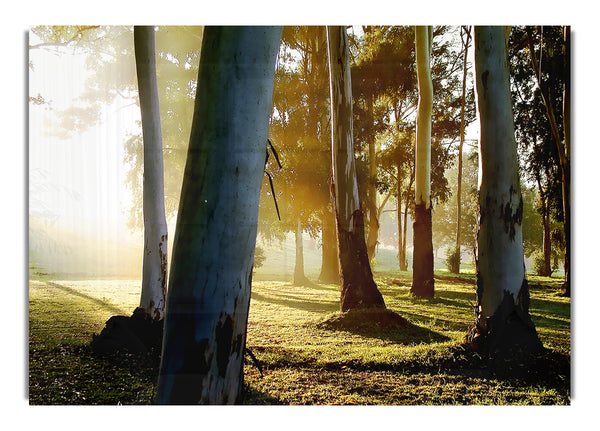 Morning Sunbeam Trees