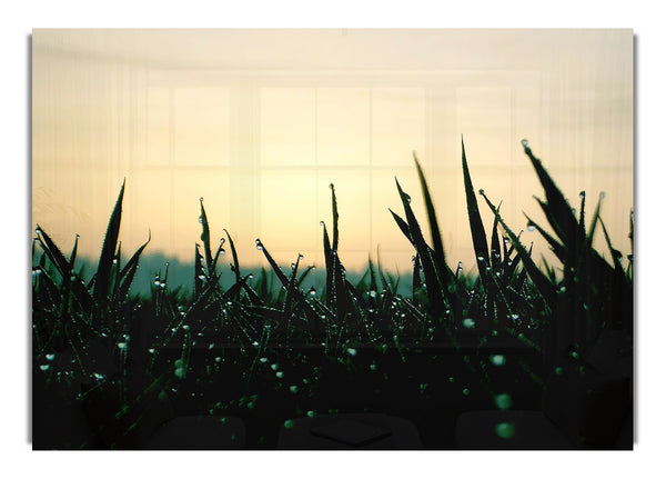 Green Dew Grass In The Morning Light