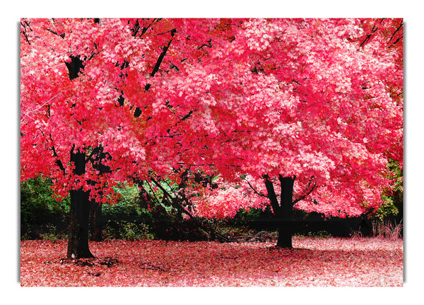 Pink Tree Heaven