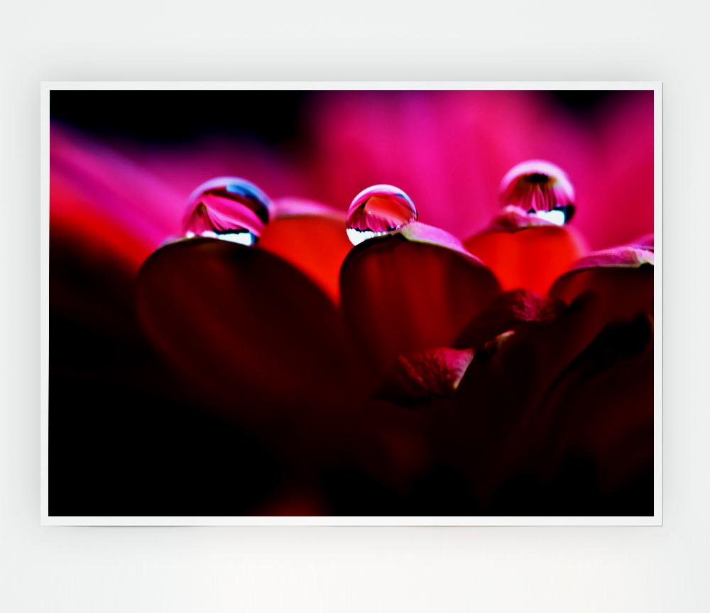 Dew On Petals Macro Print Poster Wall Art