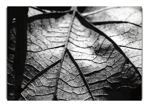 Dry Leaf Black And White