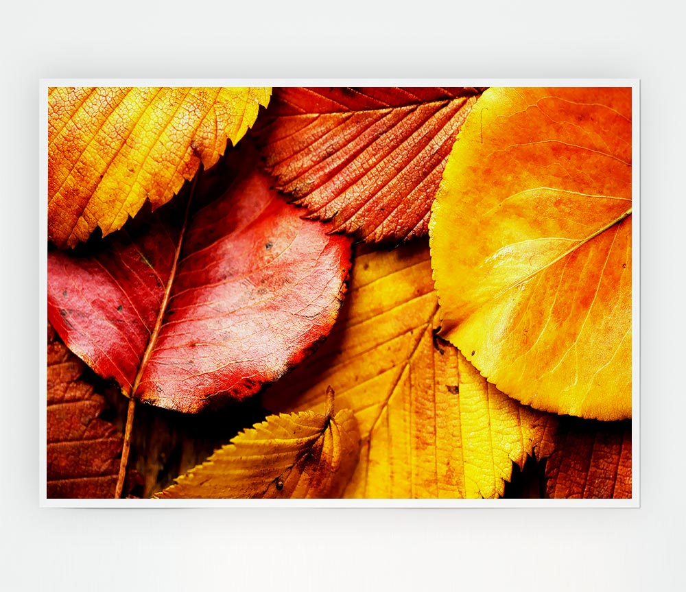 Beautiful Autumn Leaves Print Poster Wall Art