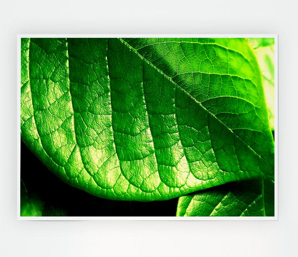 Veins Of A Leaf Print Poster Wall Art