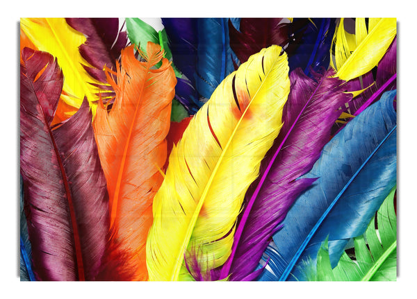 Feathers In Colors