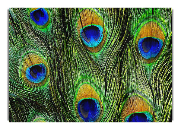 Peacock Feathers