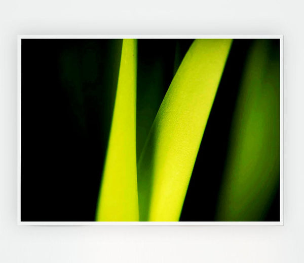 Green Leaf Shine Print Poster Wall Art