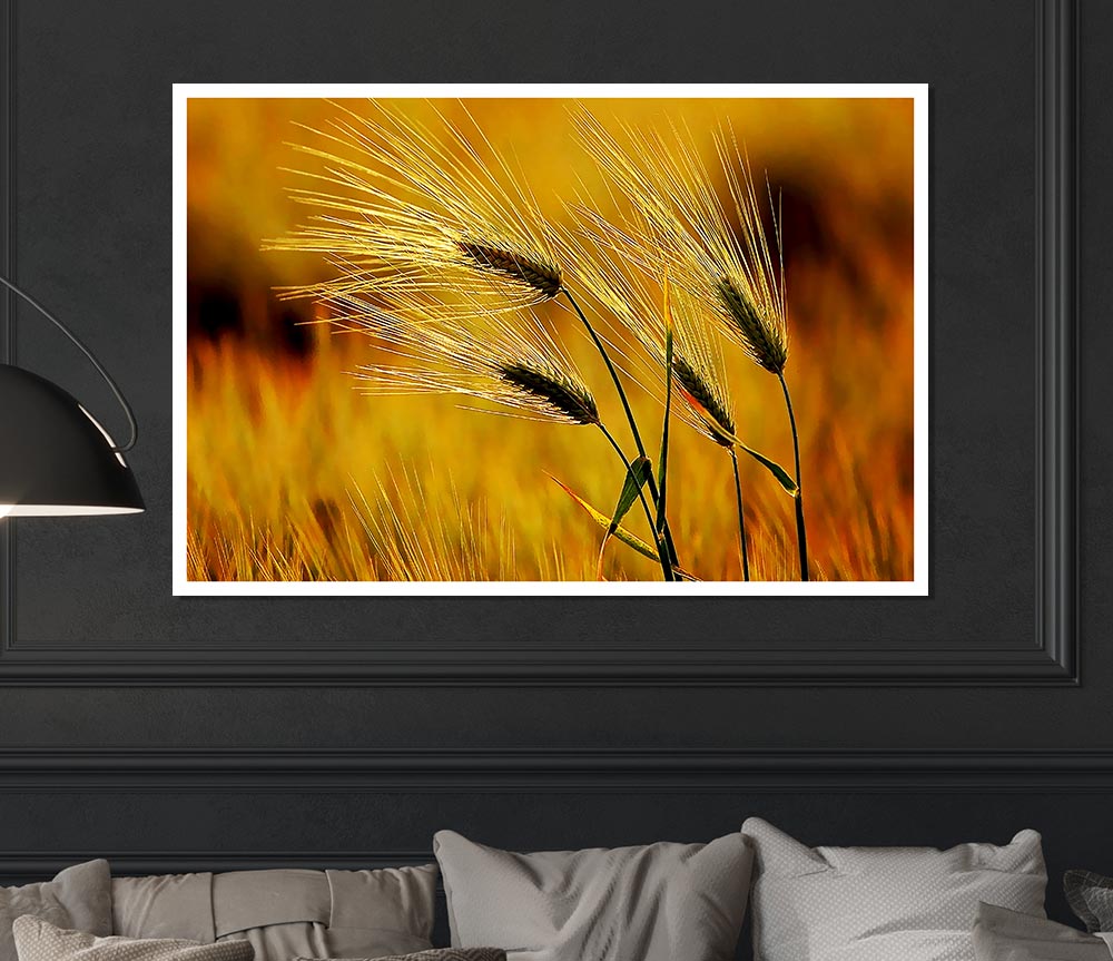 Wheat In The Golden Sunlight Print Poster Wall Art