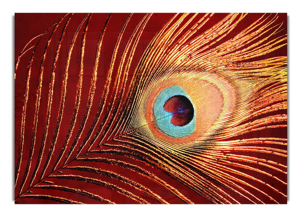 Peacock Feather 06