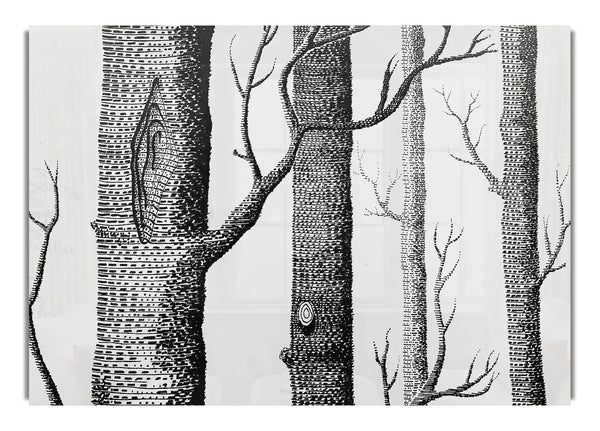 Black And White Tree Trunks