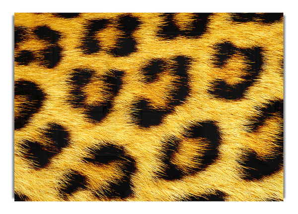 Leopard Print