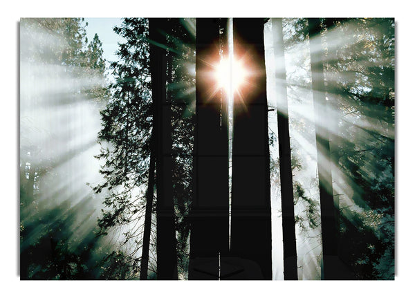 Sun Through The Trees