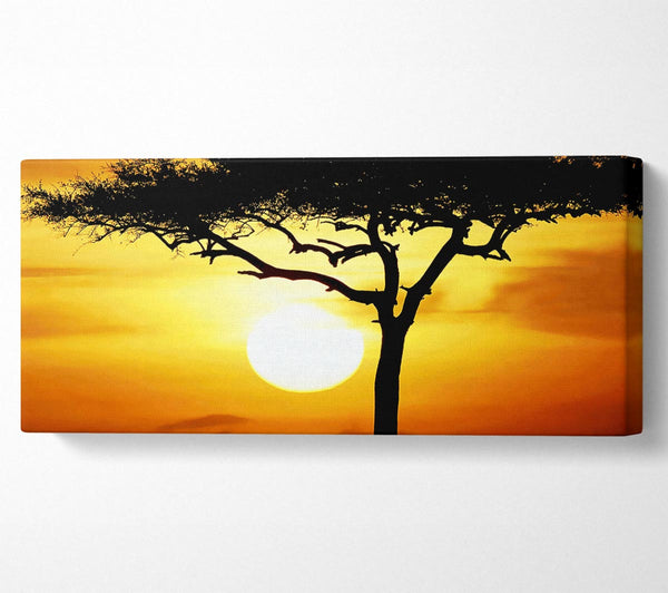 African Safari Tree In Sunlight