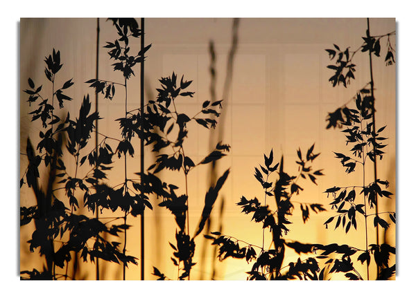 Sunlight Through The Reeds