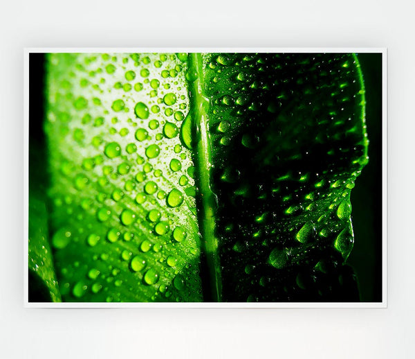 Green Leaf Dew Drop Print Poster Wall Art