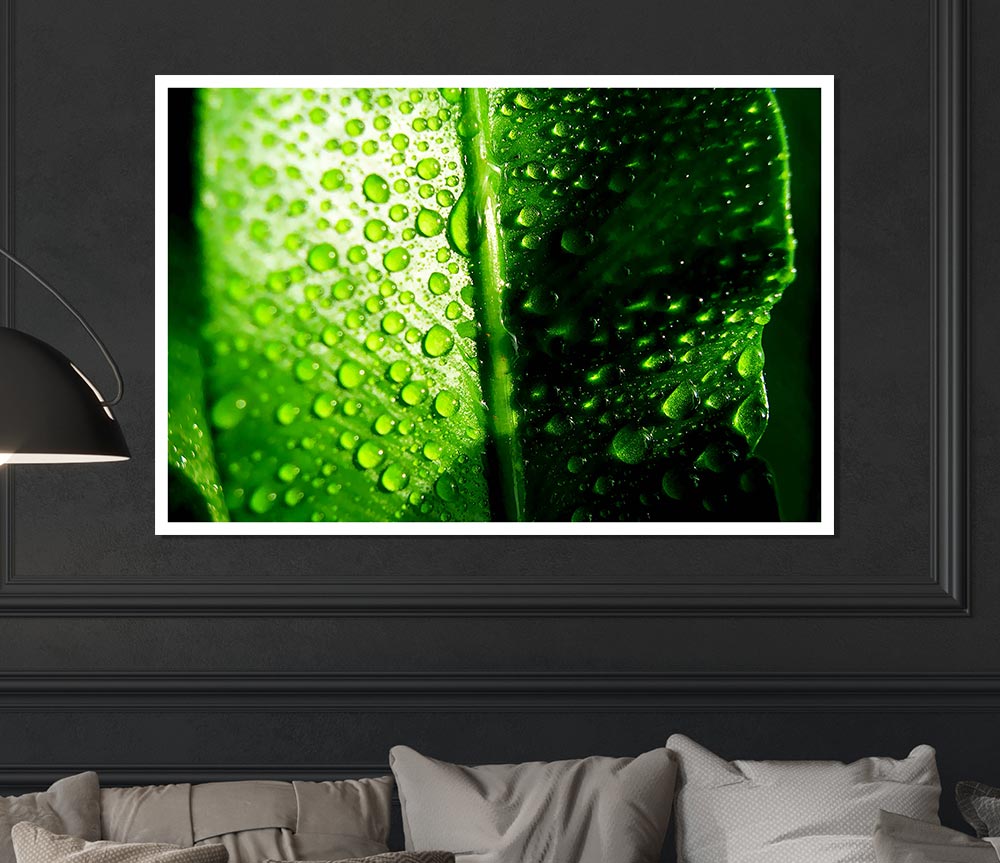 Green Leaf Dew Drop Print Poster Wall Art