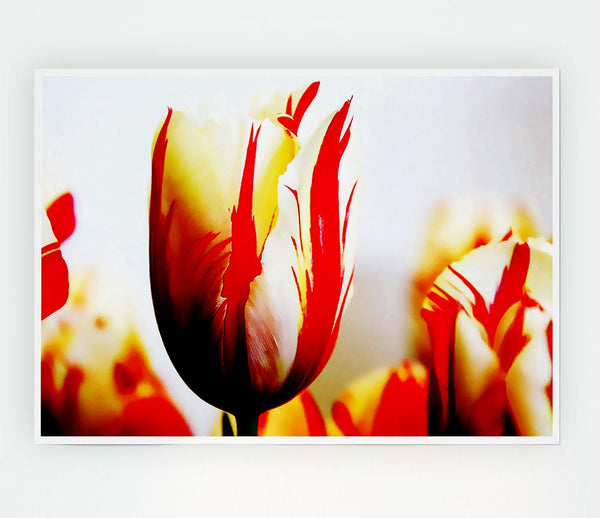 Tulip Heads Print Poster Wall Art