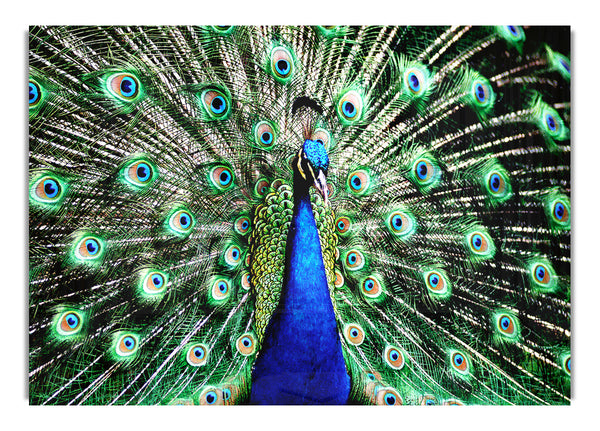 Stunning Peacock Feathers