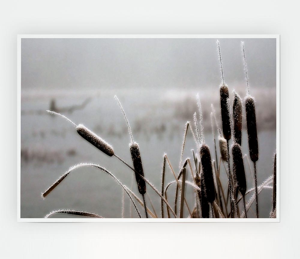 Frosted Cattails Print Poster Wall Art