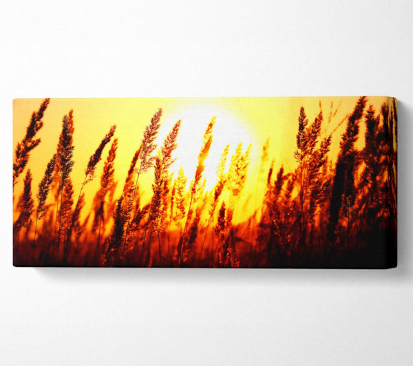 Beautiful Sun Rise Reeds