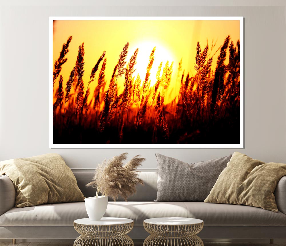 Beautiful Sun Rise Reeds Print Poster Wall Art