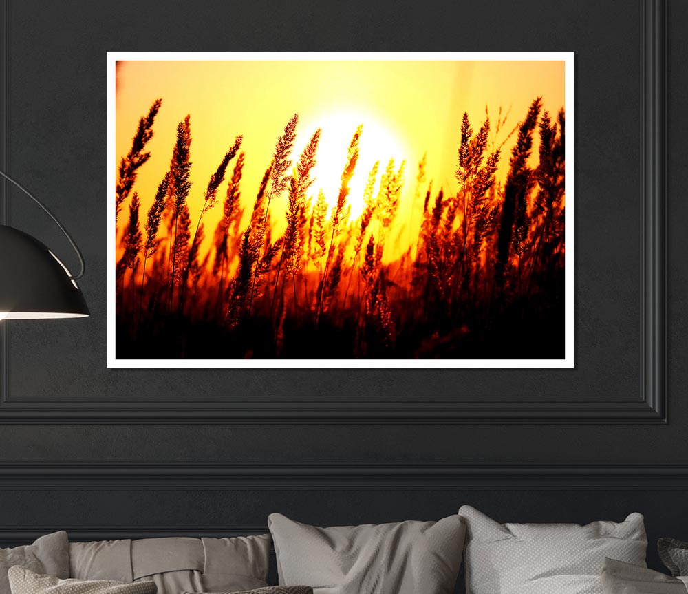 Beautiful Sun Rise Reeds Print Poster Wall Art